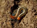 Scolopendra cingulata